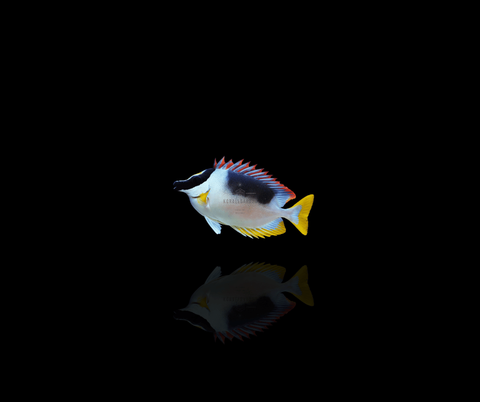 Foxface,Rabbitfish